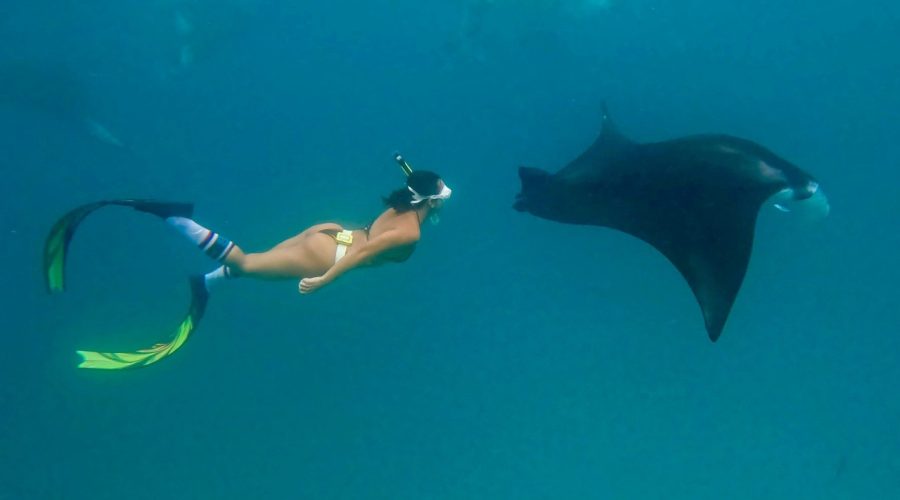 Chị Huyền lặn ống thở, bơi cùng cá đuối (Manta Ray) ở vịnh Hanifaru.