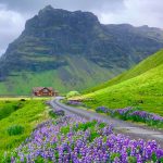 Khung cảnh Iceland vào tháng 6 với hoa nở và cỏ mọc xanh rì khắp chân núi Eyjafjöll. Ảnh: Kevin Phan