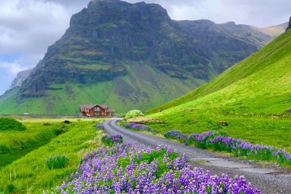 Khung cảnh Iceland vào tháng 6 với hoa nở và cỏ mọc xanh rì khắp chân núi Eyjafjöll. Ảnh: Kevin Phan