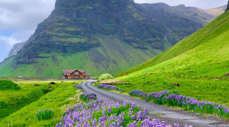 Khung cảnh Iceland vào tháng 6 với hoa nở và cỏ mọc xanh rì khắp chân núi Eyjafjöll. Ảnh: Kevin Phan