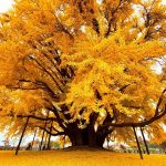 Toàn cảnh cây bạch quả chuyển lá vàng vào mùa thu. Ảnh: Visit Korea
