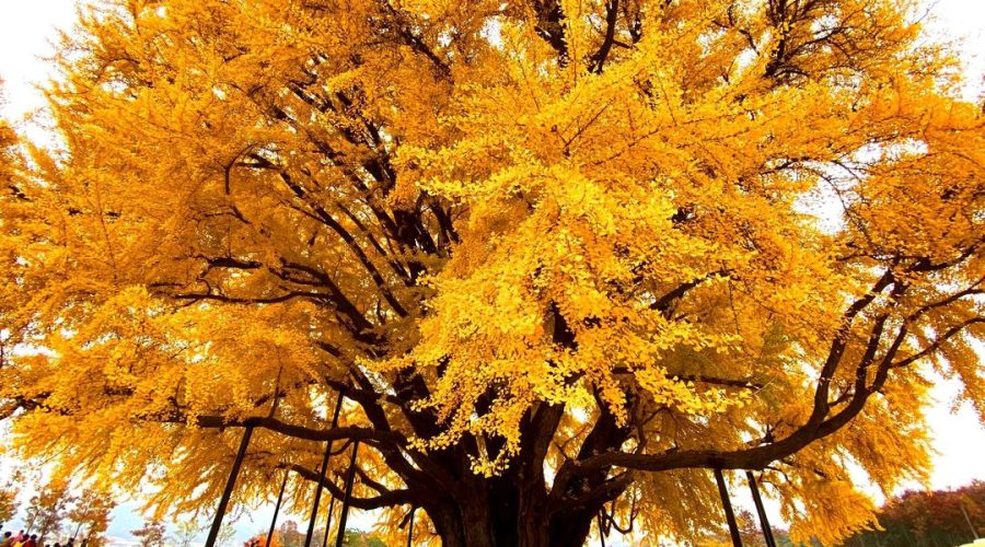Toàn cảnh cây bạch quả chuyển lá vàng vào mùa thu. Ảnh: Visit Korea