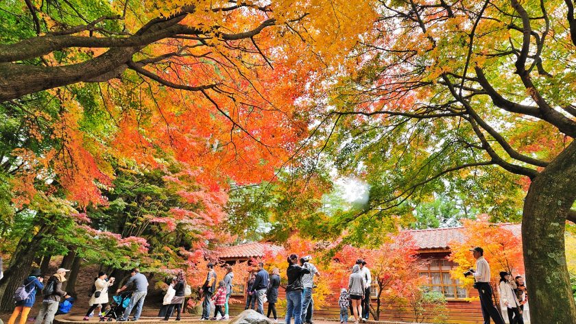 Mùa thu ở nông trại Phúc Thọ Sơn, Đài Loan. Ảnh: Flickr