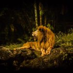 Ngắm sư tử vào đêm tại Safari Night. Ảnh: Instagram/Iamjacobtseng