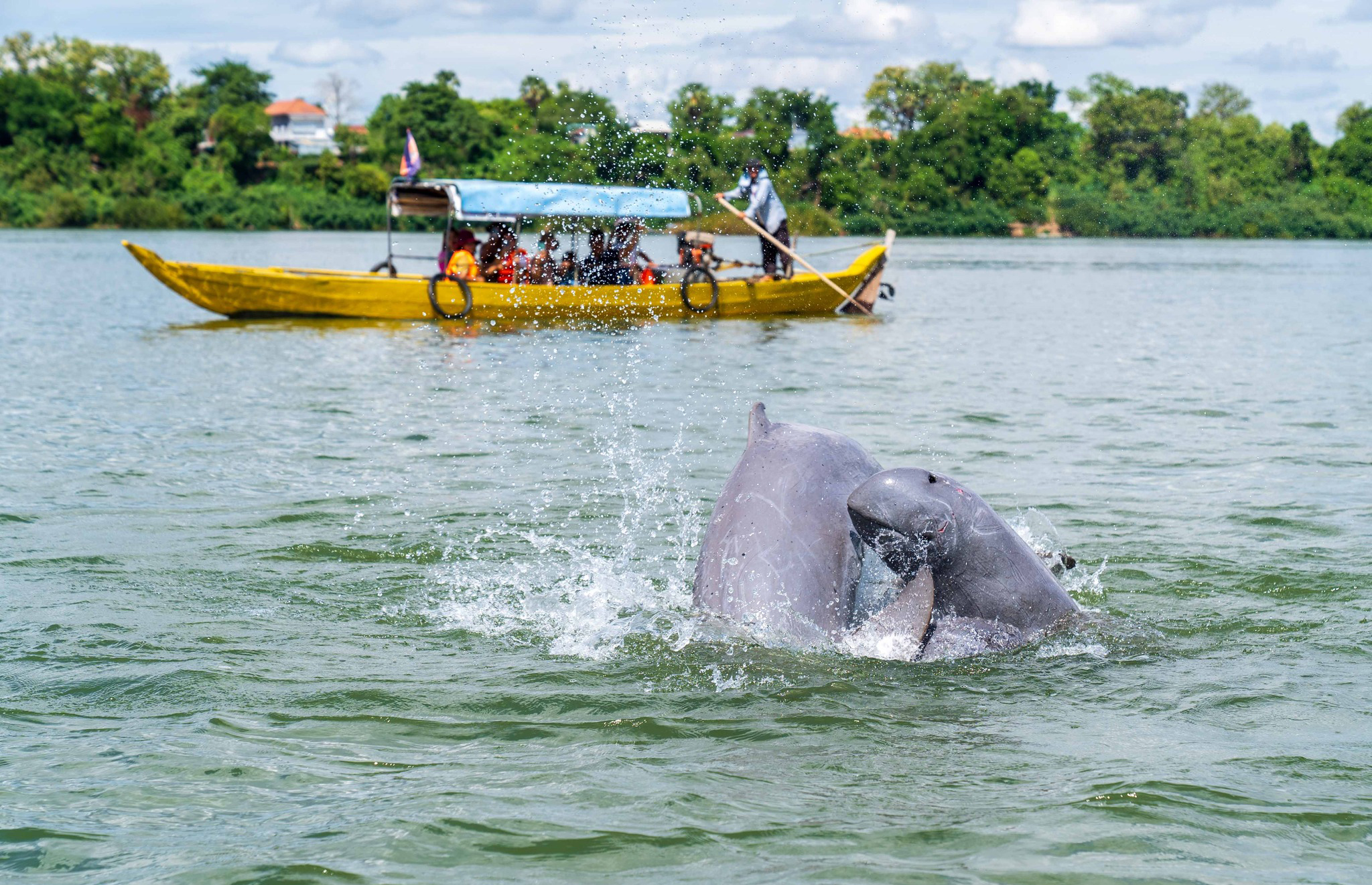 Du khách chèo thuyền ngắm cá heo ở sông Mekong. Ảnh: JP Klovstad