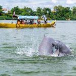 Du khách chèo thuyền ngắm cá heo ở sông Mekong. Ảnh: JP Klovstad