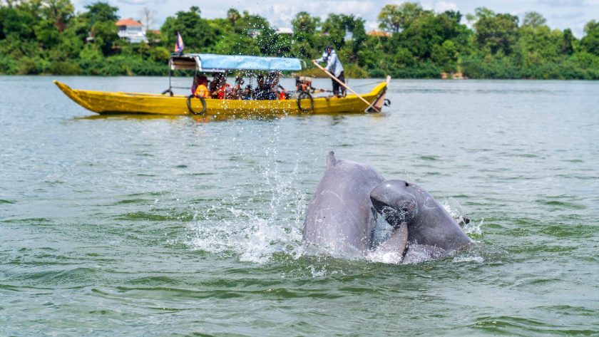 Du khách chèo thuyền ngắm cá heo ở sông Mekong. Ảnh: JP Klovstad