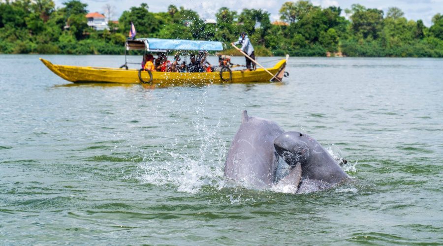 Du khách chèo thuyền ngắm cá heo ở sông Mekong. Ảnh: JP Klovstad