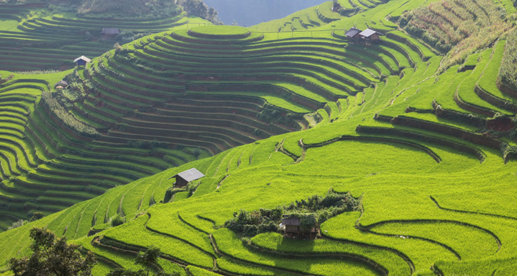 Ruộng bậc thang huyện Mù Cang Chải, tỉnh Yên Bái. Ảnh: Frans Sellies.