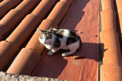 Một con mèo đang nằm trên mái ngói đỏ của khu chợ Grand Bazaar. Ảnh: CNN