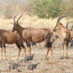 Động vật hoang dã tại vườn quốc gia Waza, Cameroon. Ảnh: Pilot guides