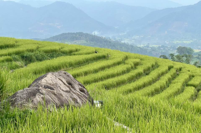 Bình Liêu chuẩn bị vào mùa lúa chín. Ảnh: Phương Anh