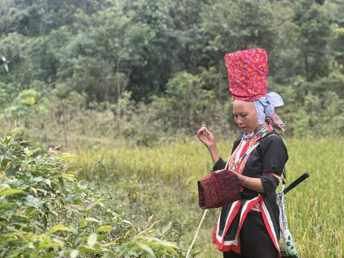 Một phụ nữ người Dao Thanh Phán ở xã Đồng Văn vừa chăn trâu vừa đứng thêu mũ. Ảnh: Phương Anh