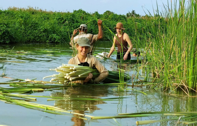 Khách nước ngoài trải nghiệm nhổ bồn bồn ở Cà Mau. Ảnh: Nhân vật cung cấp