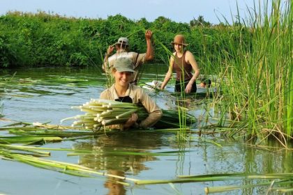 Khách nước ngoài trải nghiệm nhổ bồn bồn ở Cà Mau. Ảnh: Nhân vật cung cấp