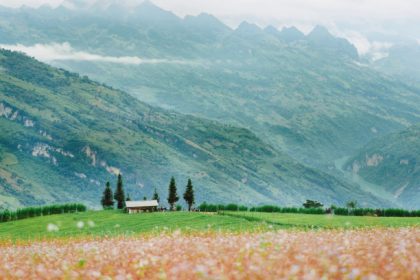 Cánh đồng hoa tam giác mạch ở thảo nguyên Suôi Thầu (Xín Mần, Hà Giang) hồi tháng 10/2023. Ảnh:Nguyễn Công Uy