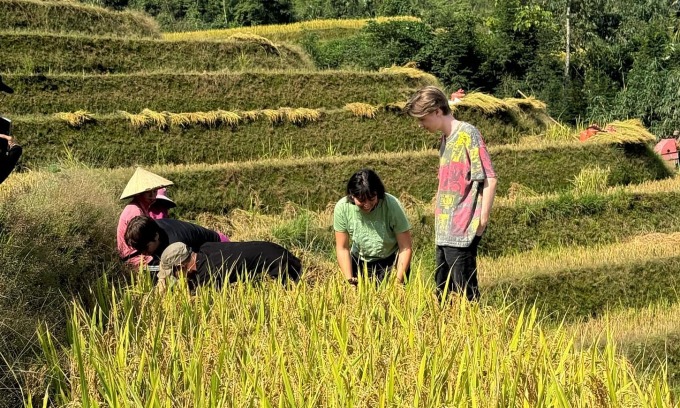 Nhóm khách của Tuấn cùng người dân bản địa thu hoạch lúa trong thời gian ở Hà Giang. Ảnh: NVCC