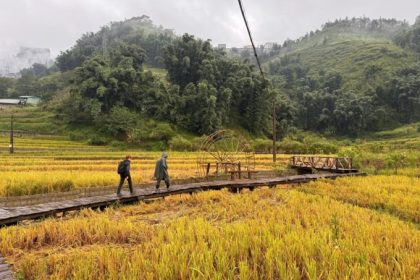 Du khách đi qua một điểm ngắm lúa ở bản Cát Cát hôm 16/9. Ảnh: Lương Ngọc Thịnh - Nguyễn Chí Nam