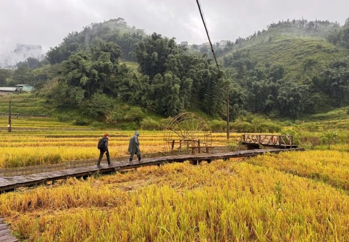 Du khách đi qua một điểm ngắm lúa ở bản Cát Cát hôm 16/9. Ảnh: Lương Ngọc Thịnh - Nguyễn Chí Nam