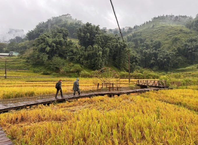 Du khách đi qua một điểm ngắm lúa ở bản Cát Cát hôm 16/9. Ảnh: Lương Ngọc Thịnh - Nguyễn Chí Nam