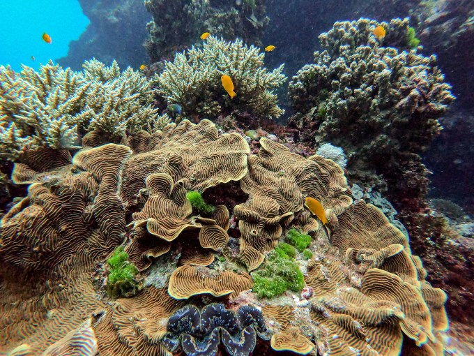 Tới Queensland, du khách không nên bỏ qua khám phá rạn san hô Great Barrier. Nguồn: Unsplash