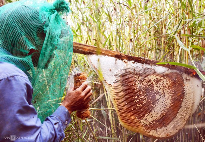 Những người thợ ăn ong sẽ dùng bùi nhùi hun khói xua ong để lấy mật. Ảnh: Chúc Ly