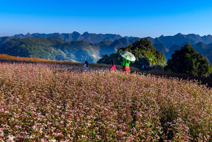 Mùa hoa tam giác mạch tại Lũng Táo, Đồng Văn. Ảnh: Nguyễn Đức Phước