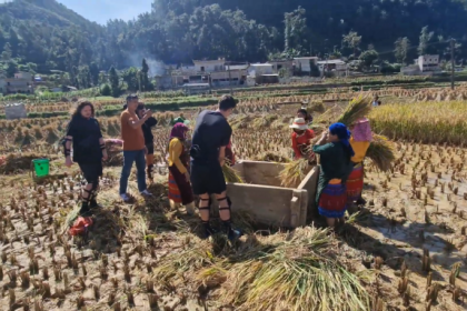 Nhóm khách đập lúa ở Lũng Cú hôm 25/10. Ảnh: Sil