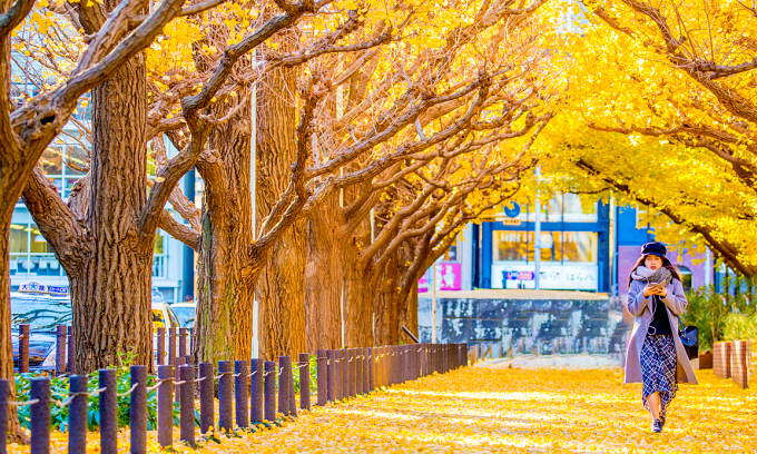 Cảnh mùa thu lá vàng ở Tokyo. Ảnh: Tokyo Weekender