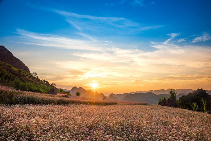 Thời điểm nào đẹp nhất để đi Hà Giang ngắm hoa tam giác mạch ?